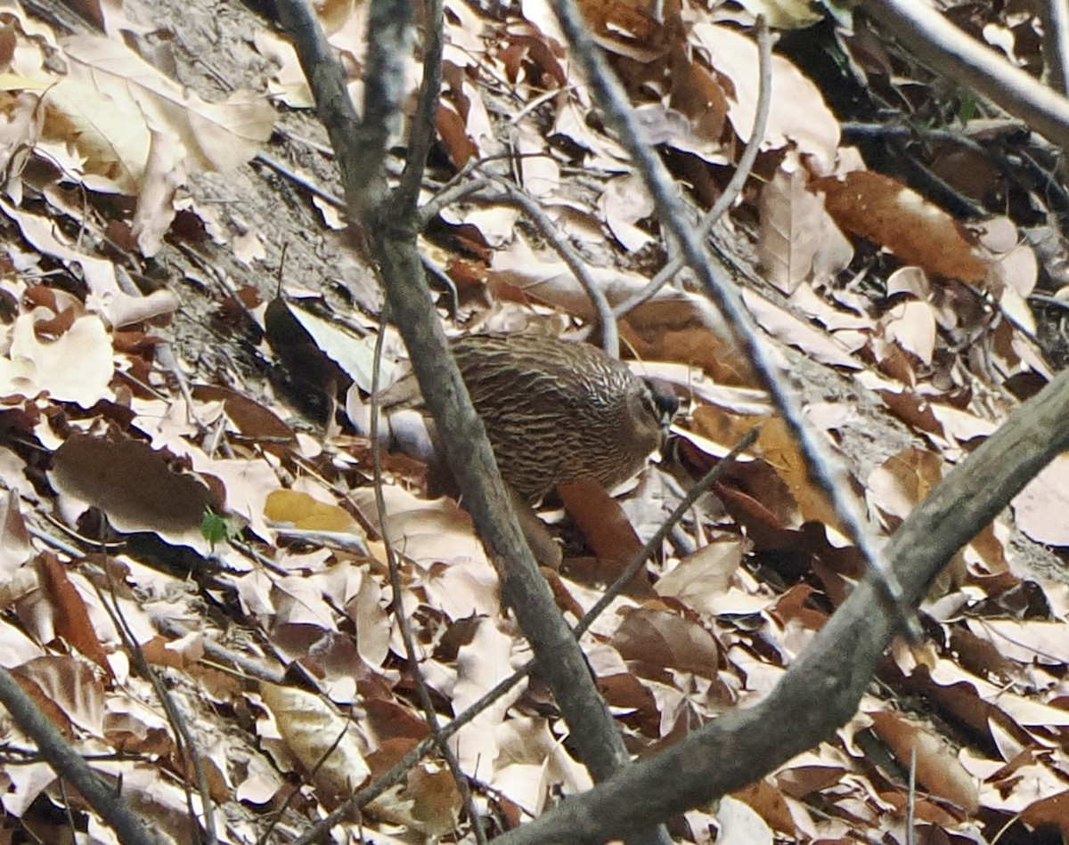 Double-spurred Spurfowl - ML616103017