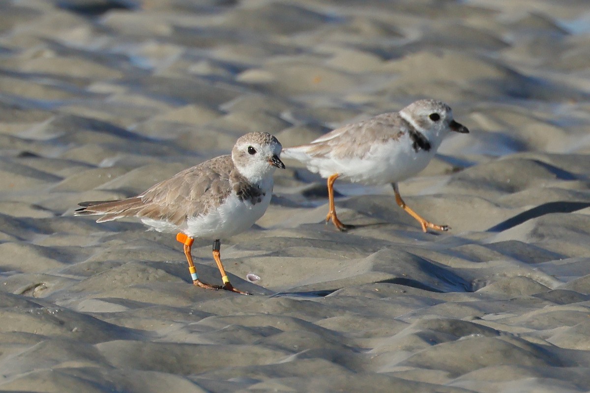 Piping Plover - ML616103046