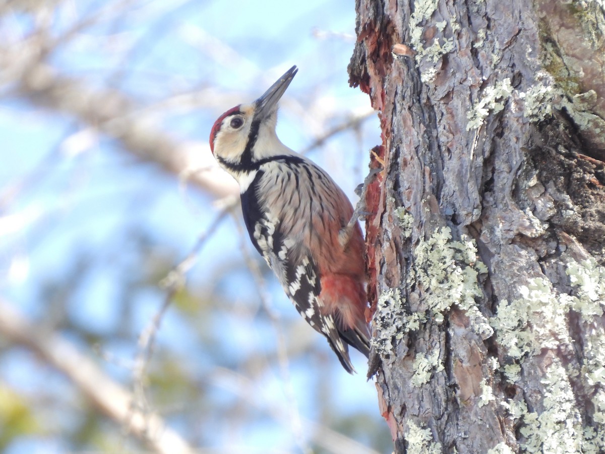 White-backed Woodpecker - ML616103061