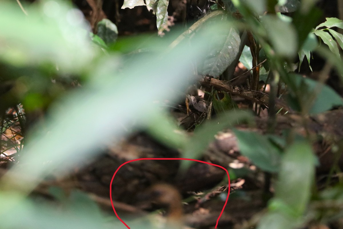 Камбоджийская лесная куропатка (diversa) - ML616103073