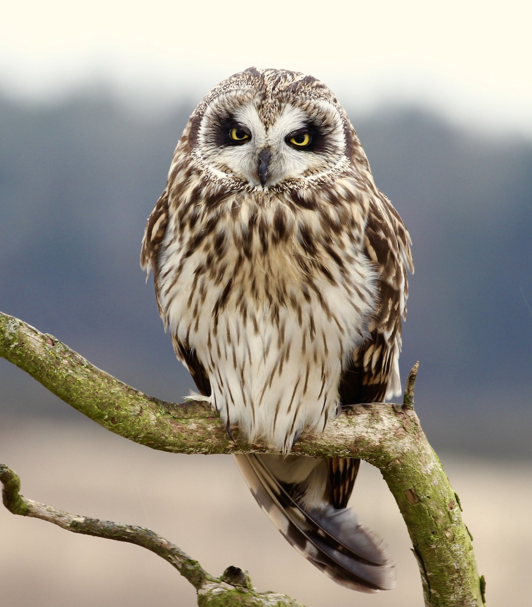 Short-eared Owl - maxine reid