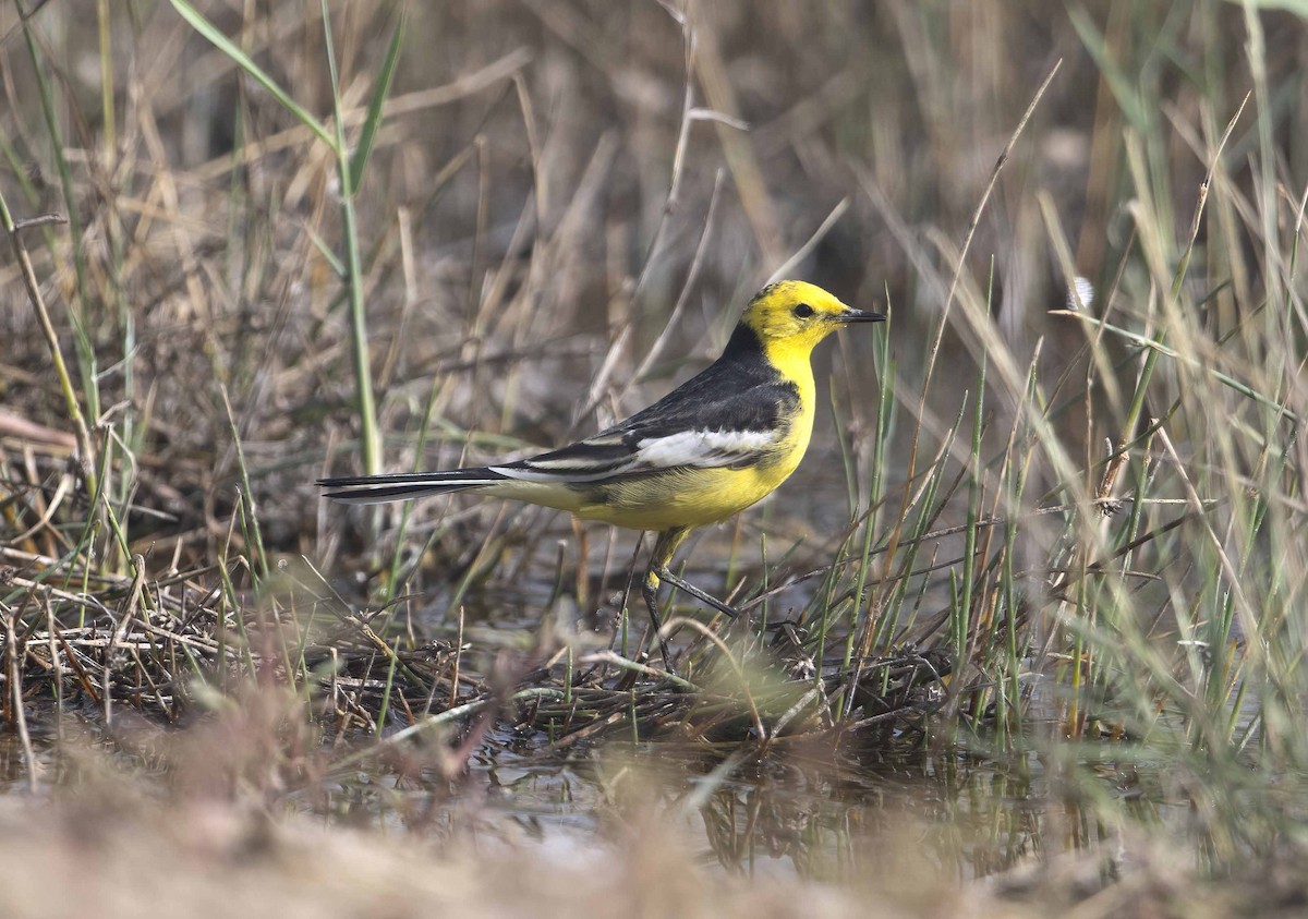 Citrine Wagtail (Black-backed) - ML616103299