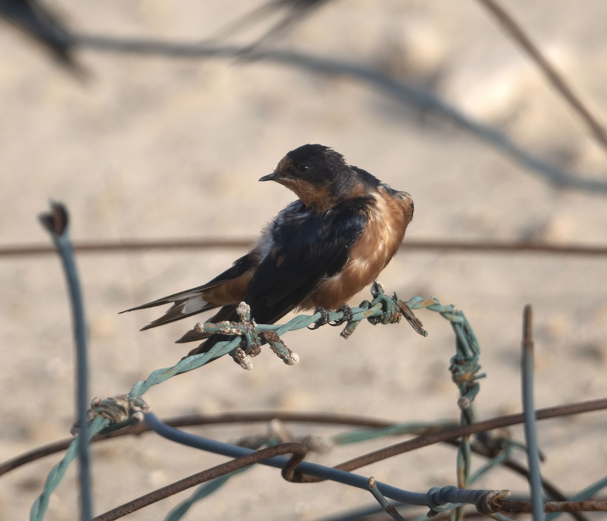 Barn Swallow (Tytler's) - ML616103310