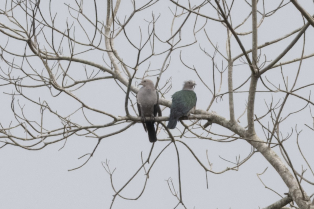 Green Imperial-Pigeon - ML616103311