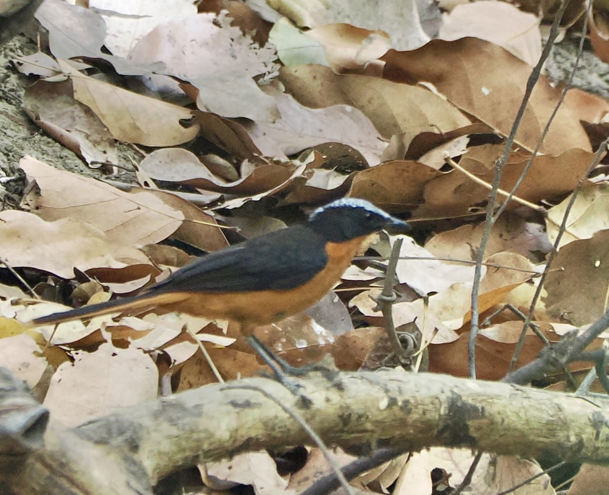 White-crowned Robin-Chat - ML616103338
