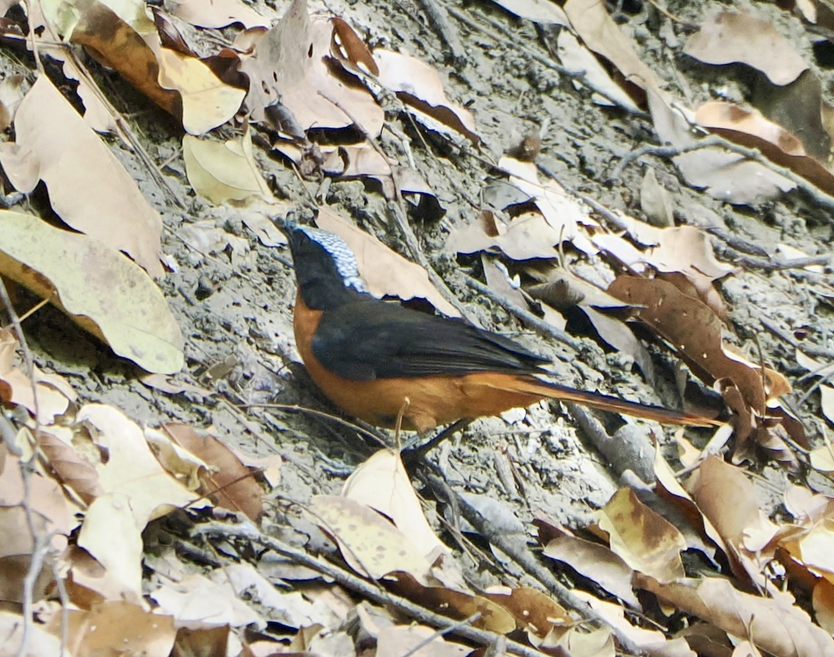 White-crowned Robin-Chat - ML616103339