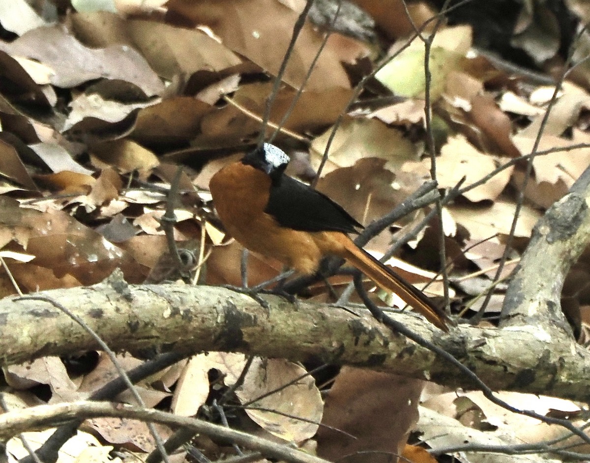 White-crowned Robin-Chat - ML616103340