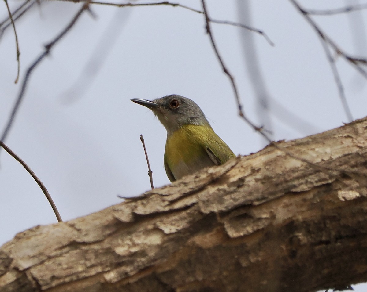 Yellow-breasted Apalis - ML616103388