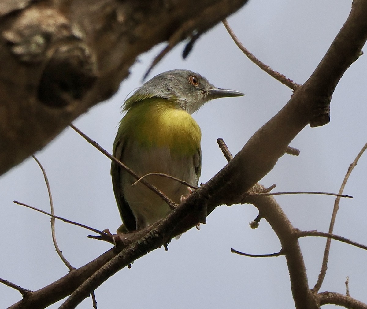 Yellow-breasted Apalis - ML616103389