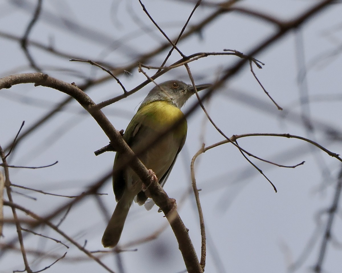 Yellow-breasted Apalis - ML616103390