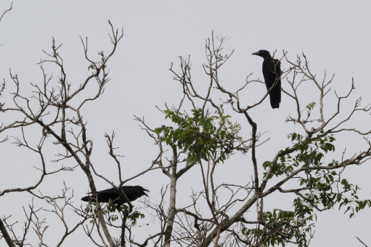 Large-billed Crow (Large-billed) - Mike Hooper