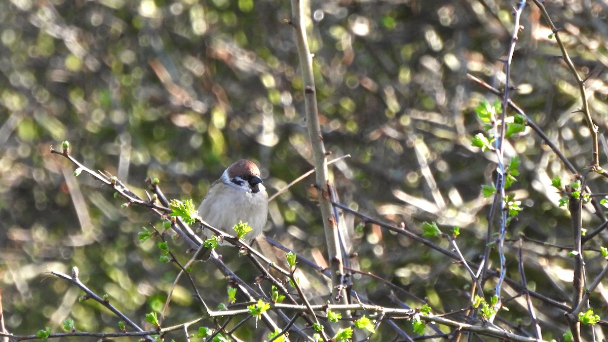 Eurasian Tree Sparrow - ML616103480