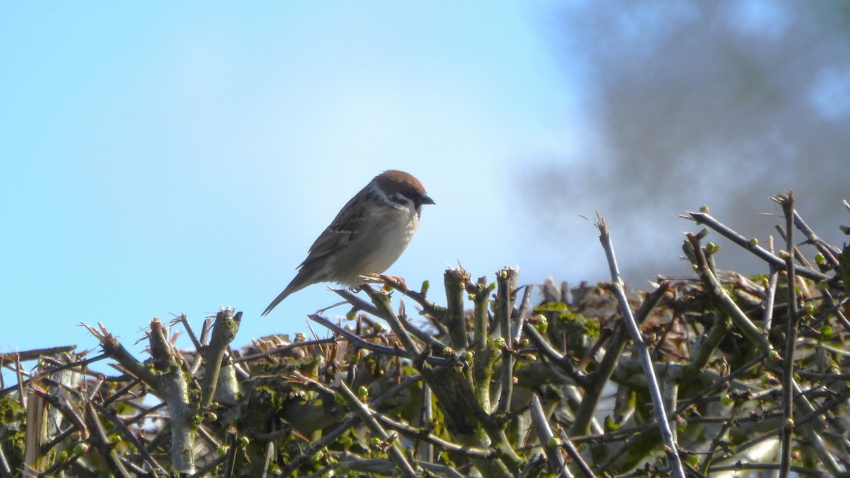 Eurasian Tree Sparrow - ML616103481