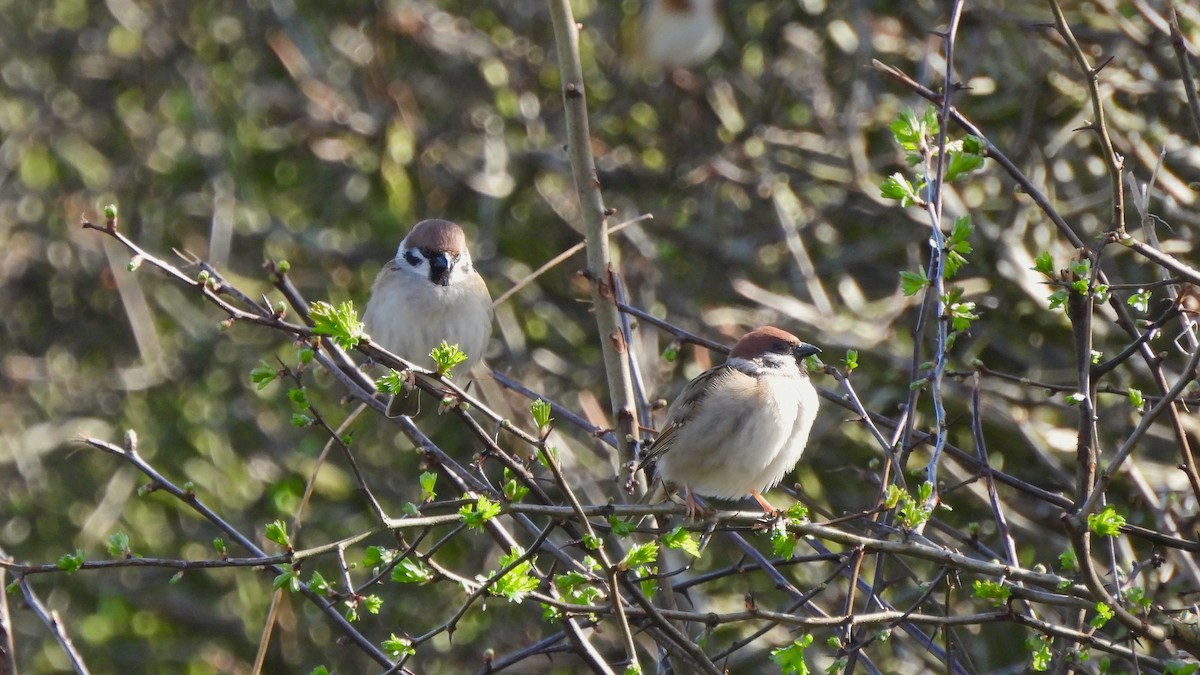 Eurasian Tree Sparrow - ML616103482