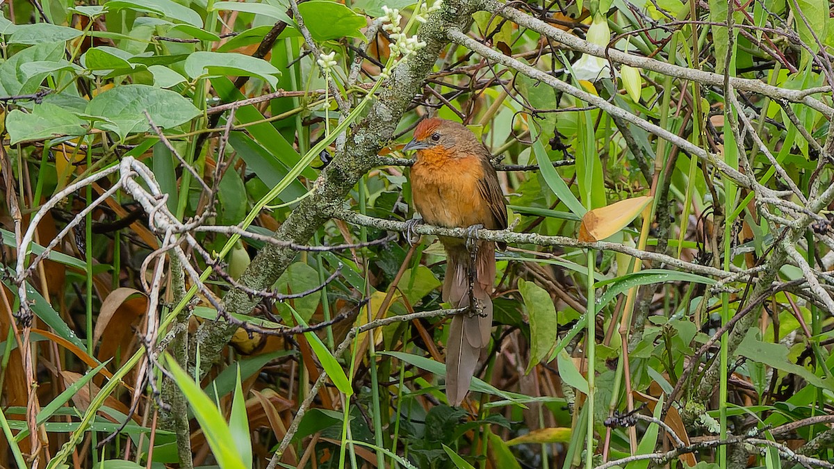 Orange-breasted Thornbird - ML616103508