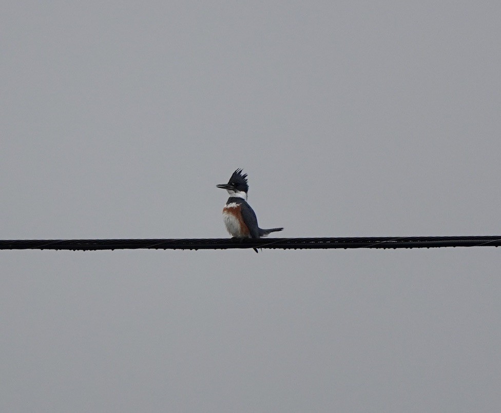 Belted Kingfisher - ML616103561