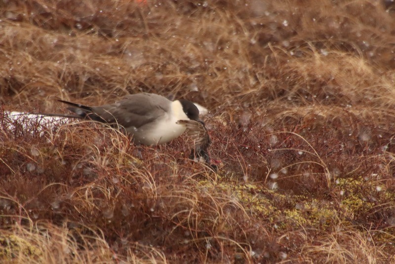 Long-tailed Jaeger - ML616103671