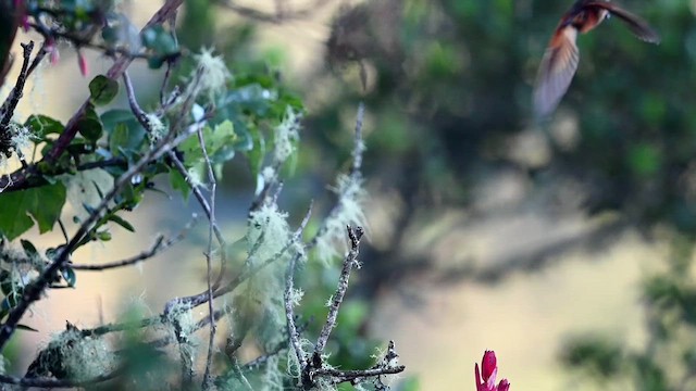 kolibřík duhovohřbetý - ML616103774