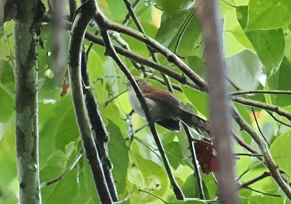 Rufous-backed Fantail - ML616103812