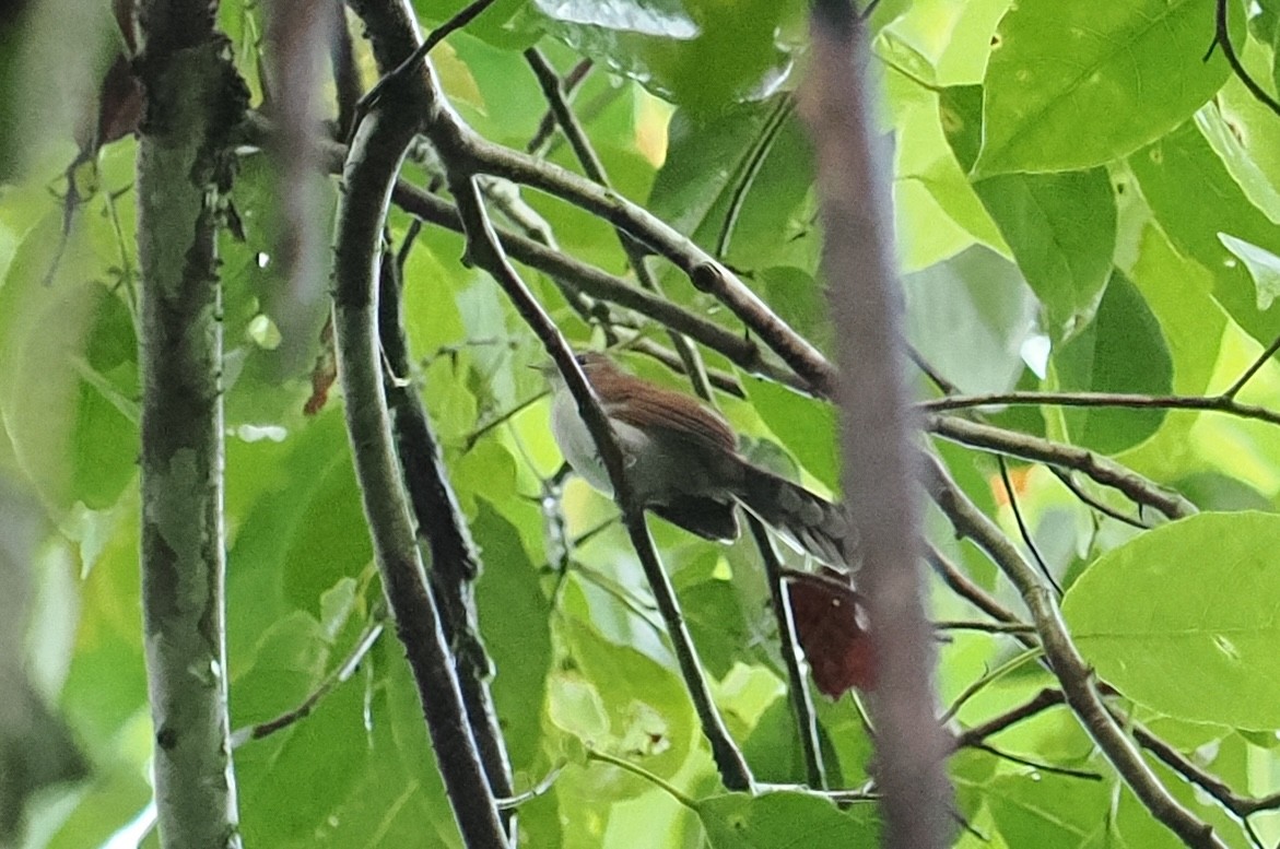 Rufous-backed Fantail - ML616103813