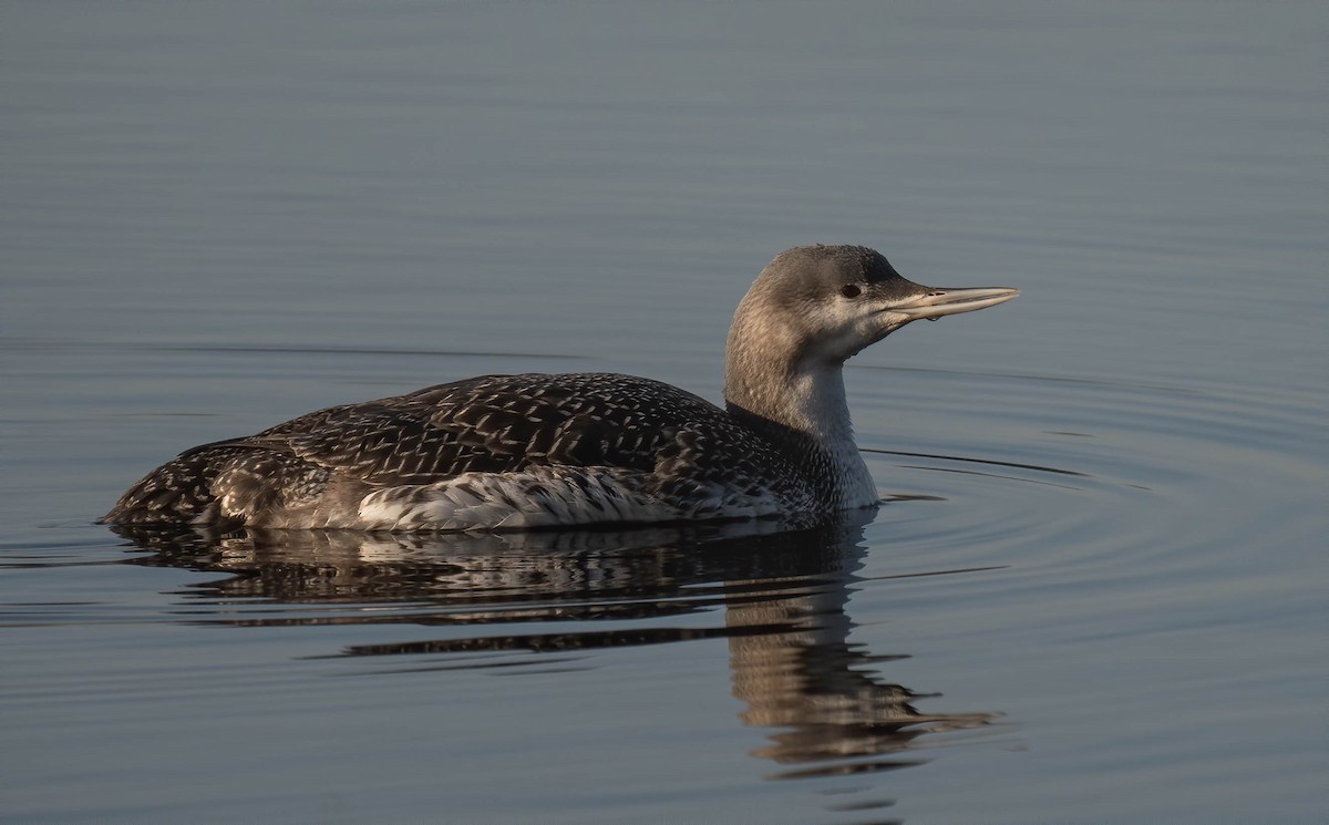 Red-throated Loon - ML616103839