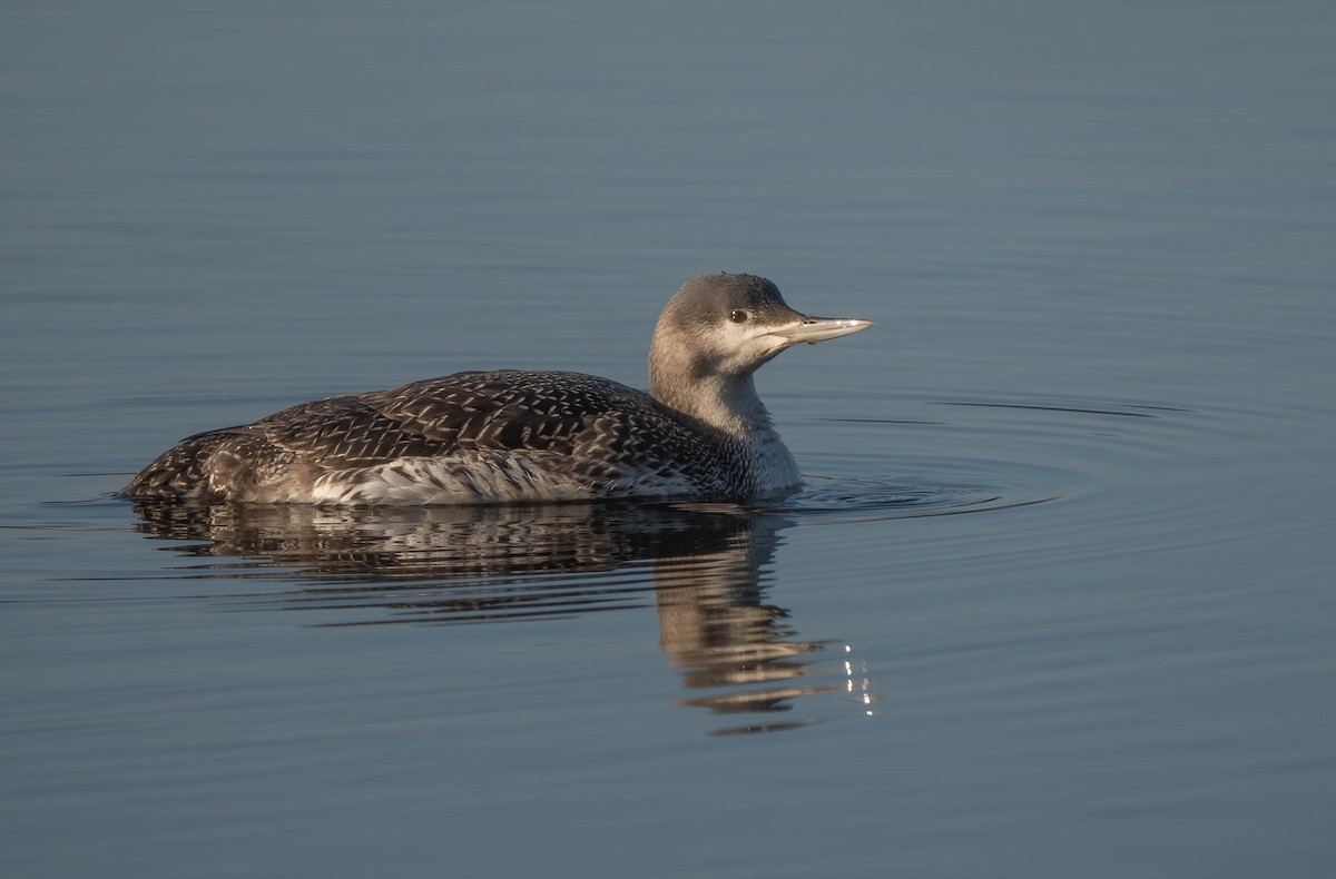 Red-throated Loon - ML616103840