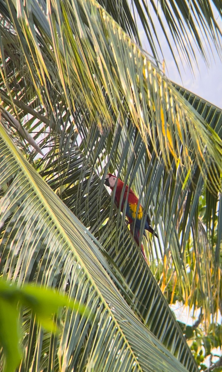 Scarlet Macaw - ML616104076