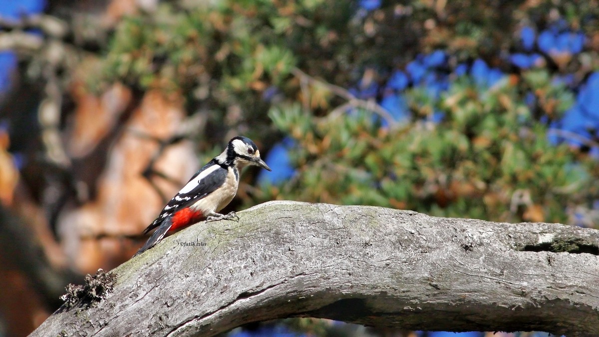 Great Spotted Woodpecker - ML616104083
