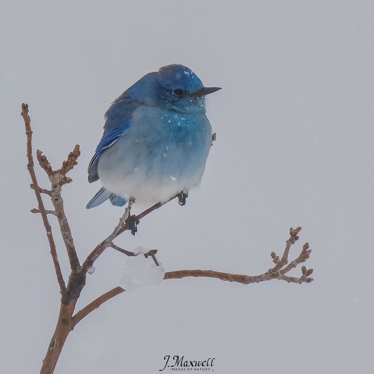 Mountain Bluebird - John Salisbury