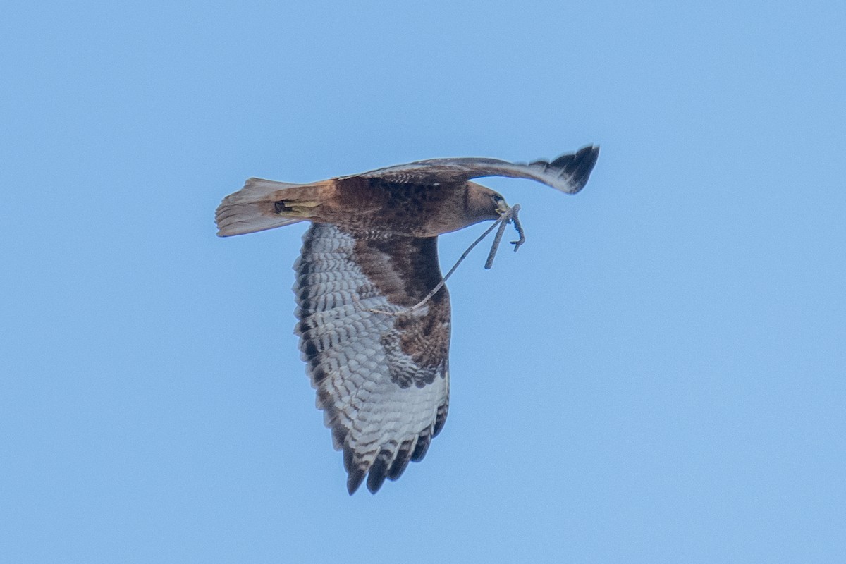 Red-tailed Hawk - ML616104184