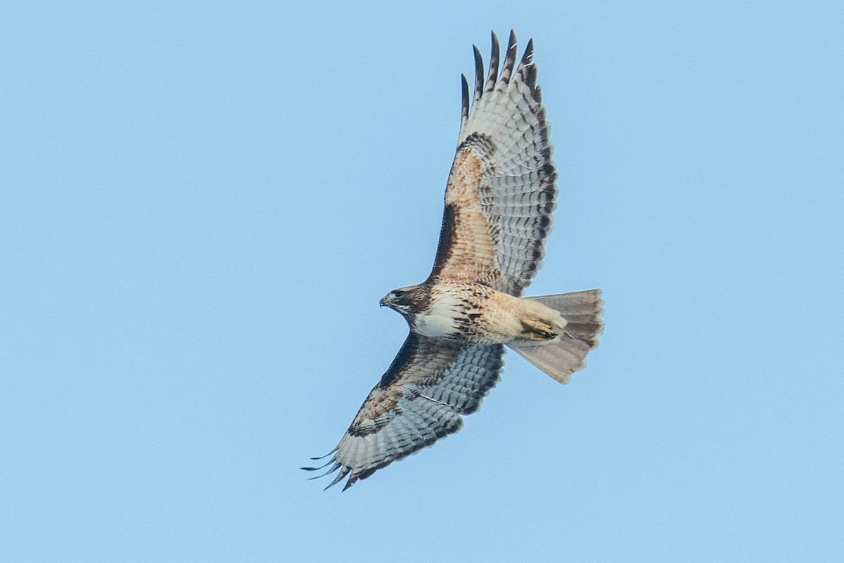 Red-tailed Hawk - ML616104185