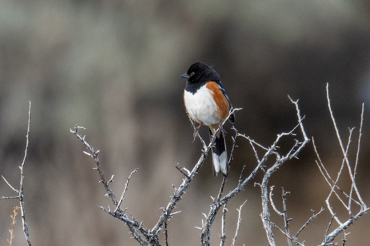 Spotted Towhee - ML616104266