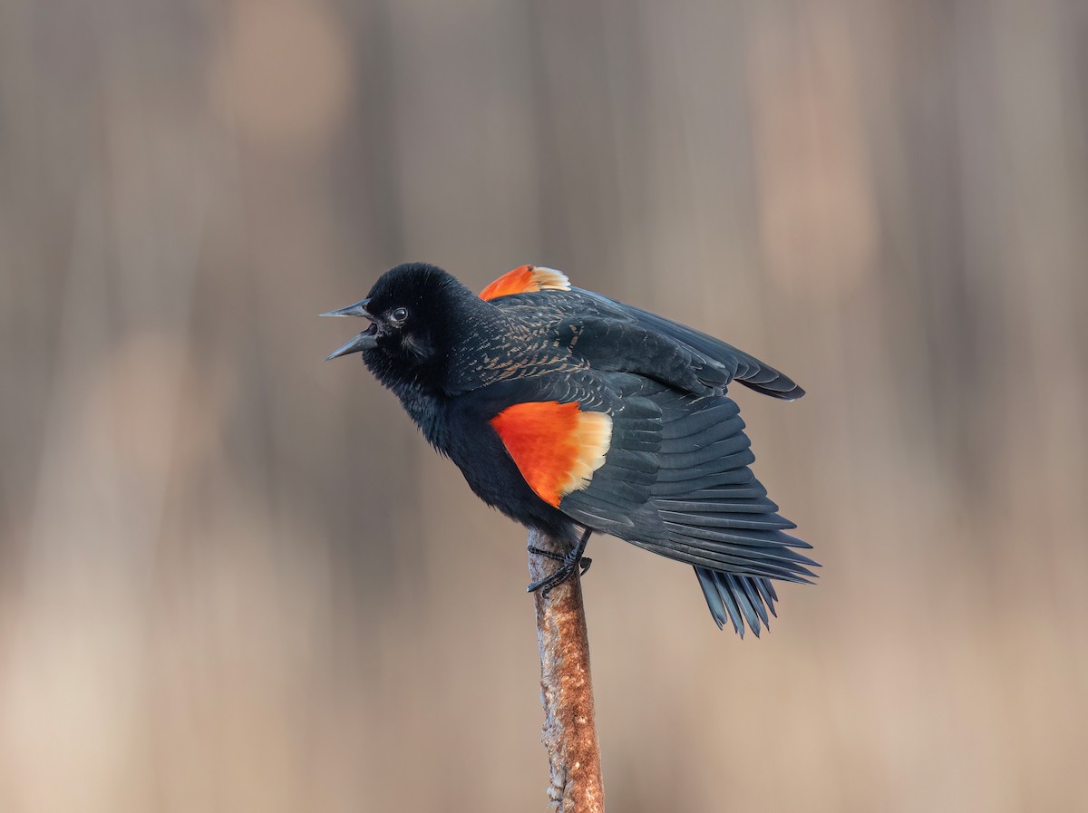 Red-winged Blackbird - Ronnie d'Entremont
