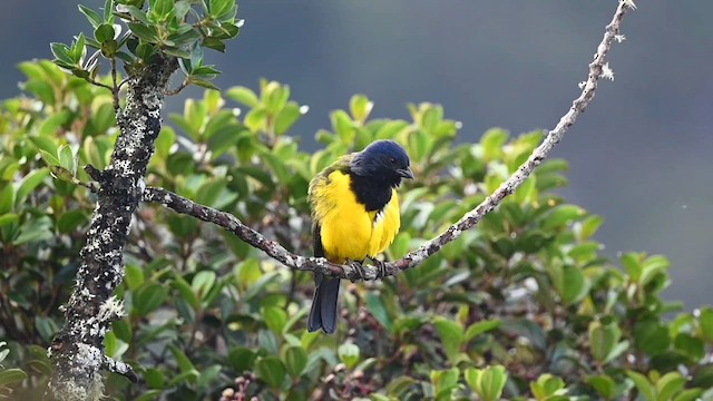 Black-chested Mountain Tanager - ML616104603