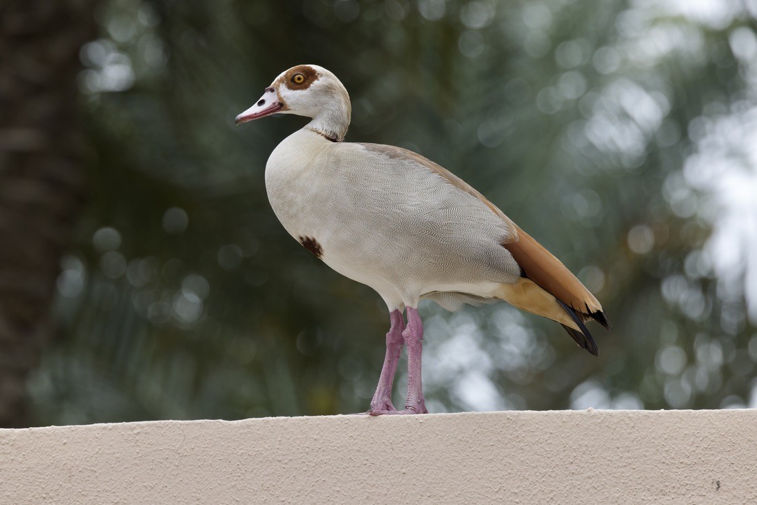 Egyptian Goose - ML616104631