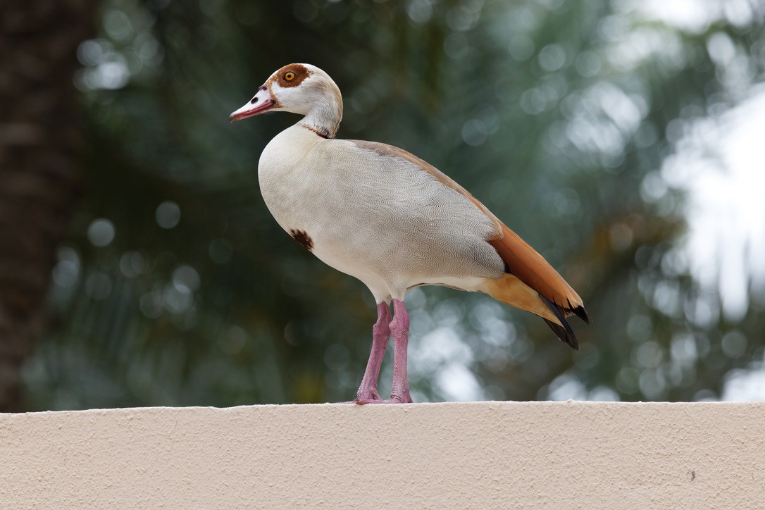 Egyptian Goose - ML616104632