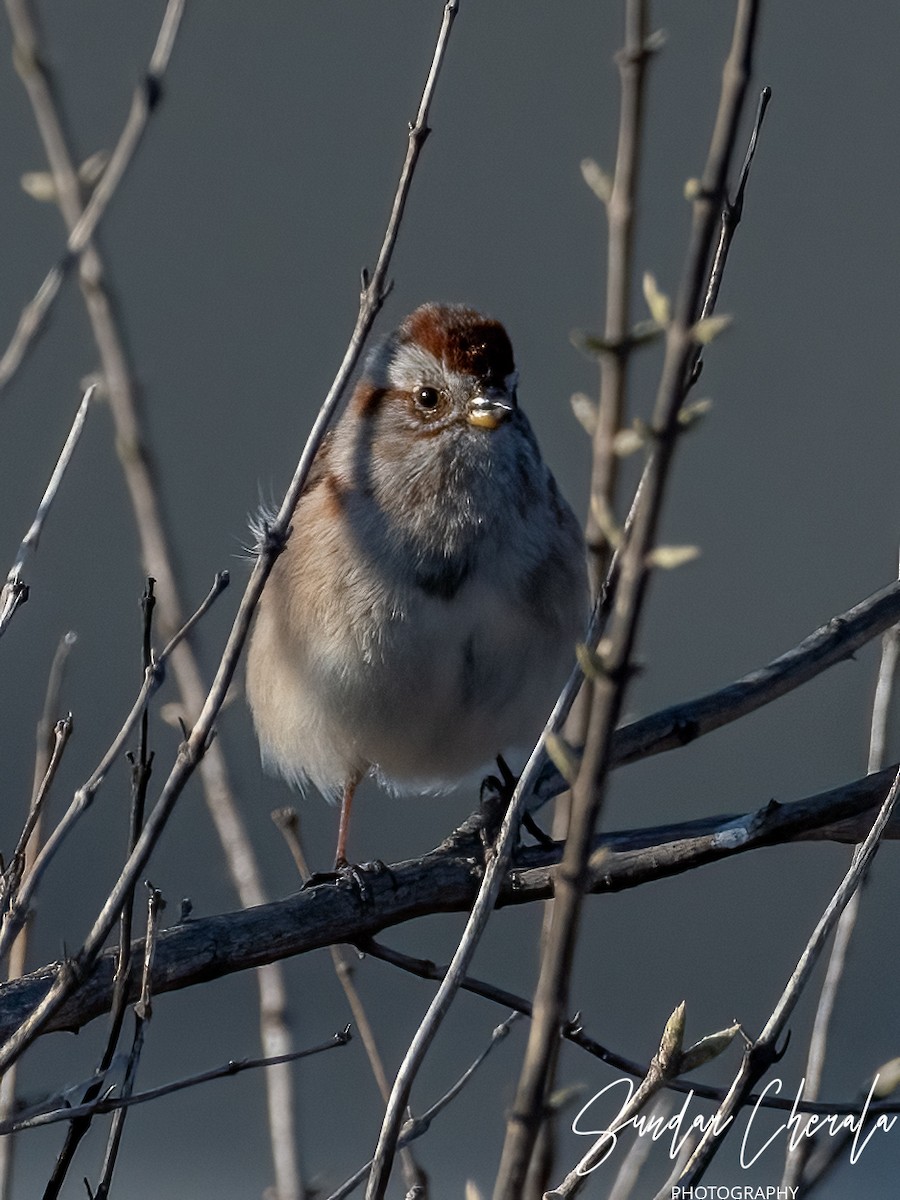 American Tree Sparrow - ML616104687