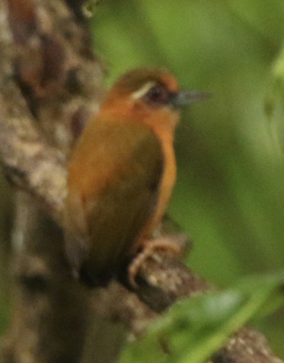 White-browed Piculet - Connie Lintz