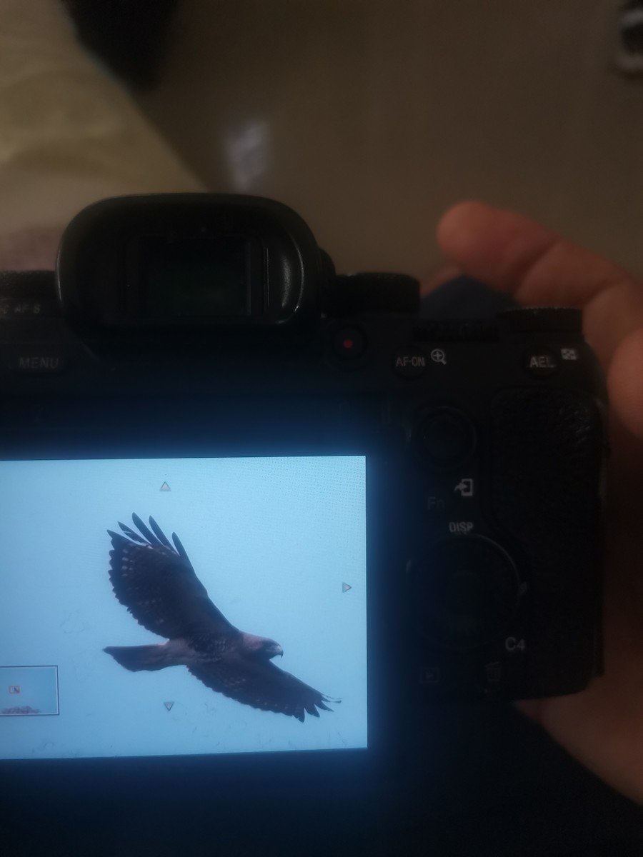 Red-tailed Hawk - Luis Paz