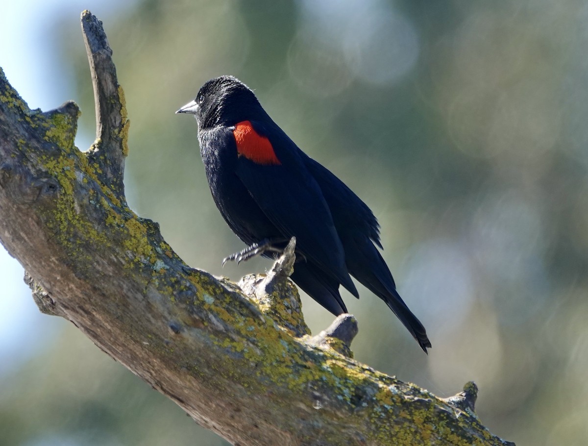 Red-winged Blackbird - ML616105200