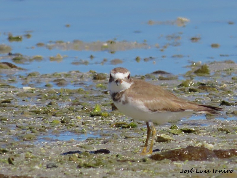 Semipalmated Plover - ML616105218