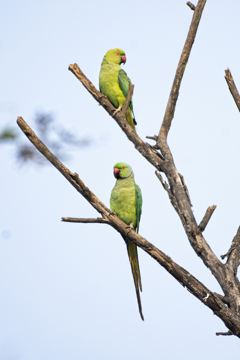 Rose-ringed Parakeet - Abhijith s