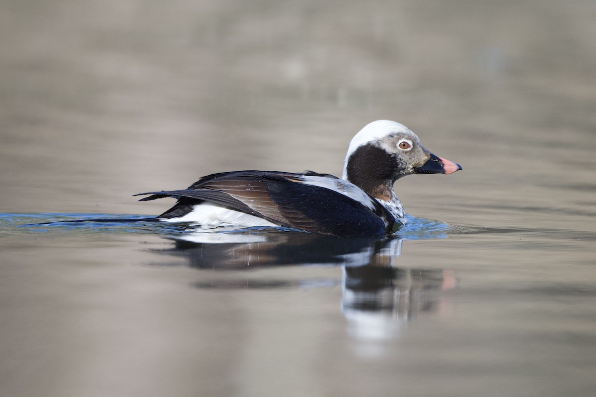 Long-tailed Duck - Chad Hutchinson