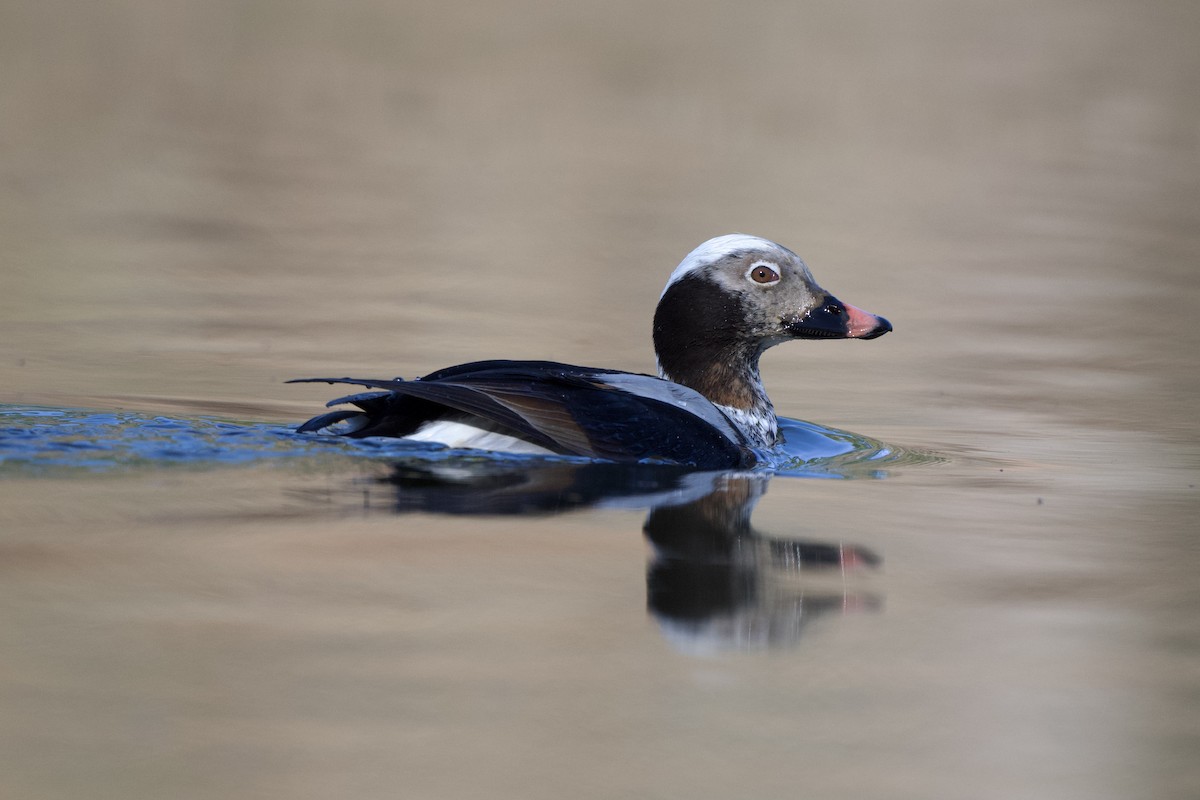 Long-tailed Duck - Chad Hutchinson
