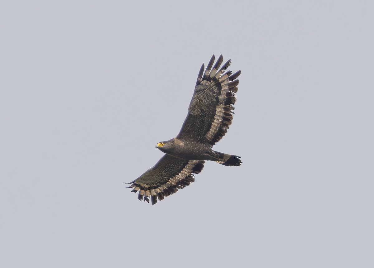 Crested Serpent-Eagle - ML616105708