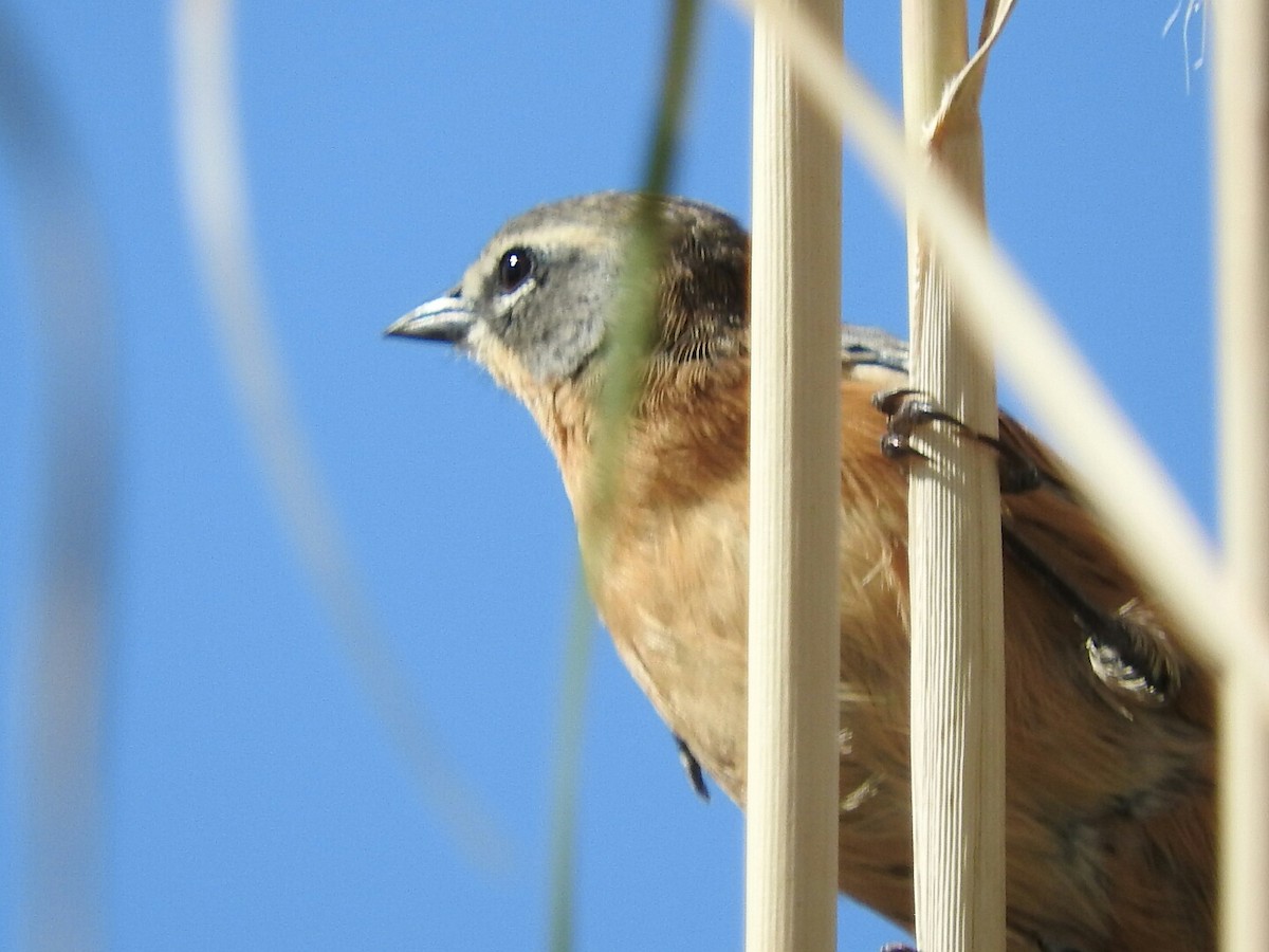Long-tailed Reed Finch - ML616105739