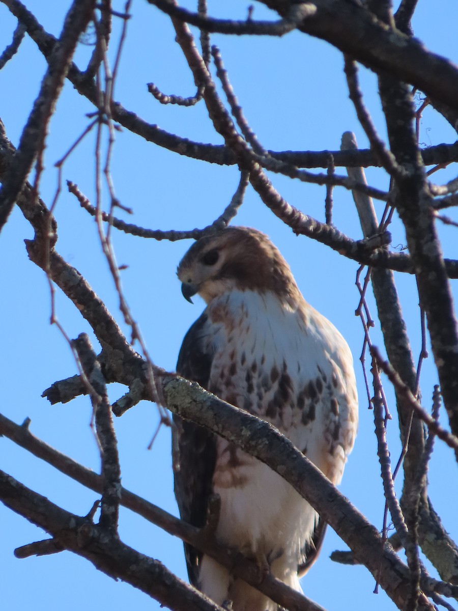 Red-tailed Hawk - ML616105745