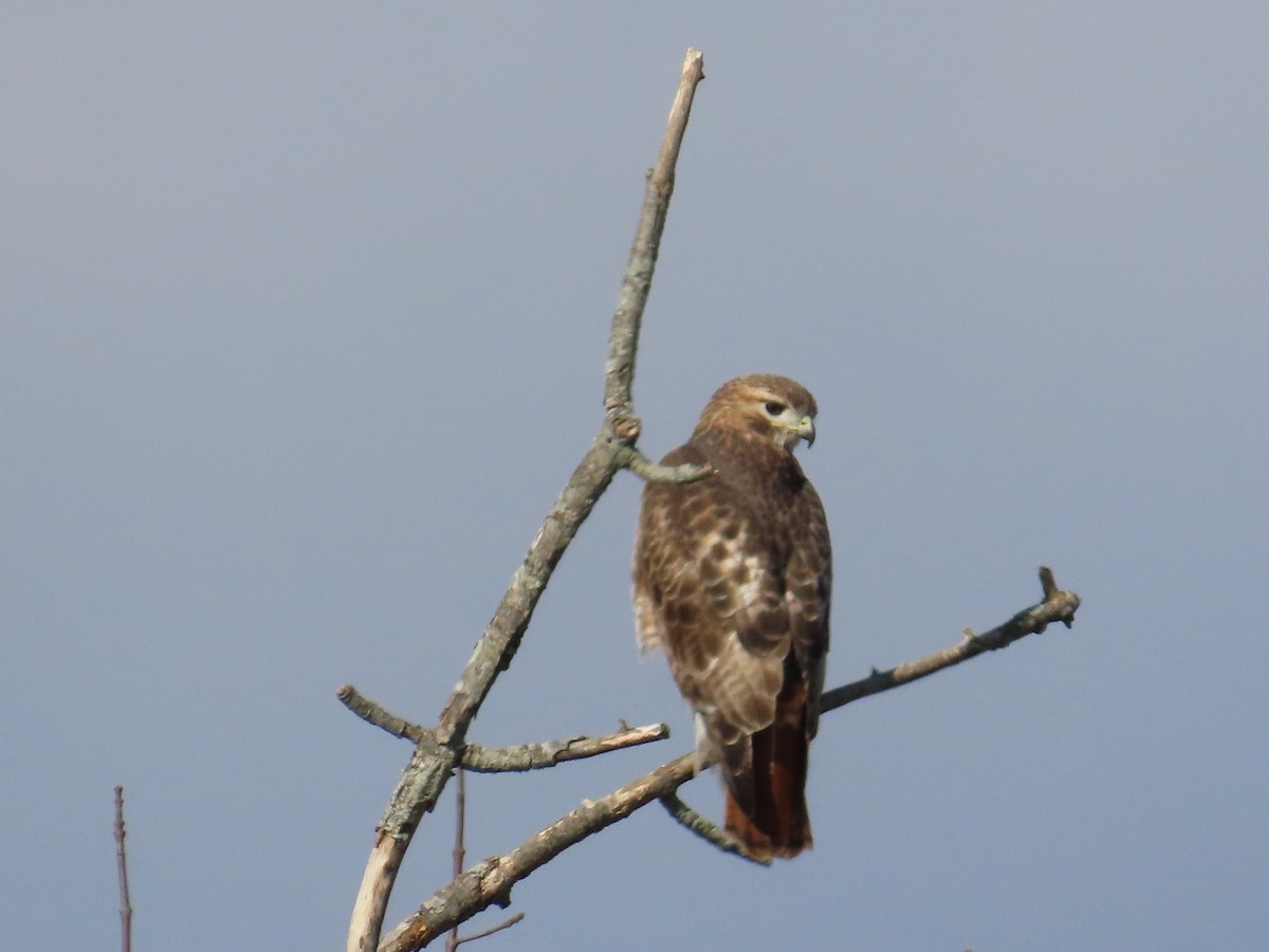 Red-tailed Hawk - ML616105746