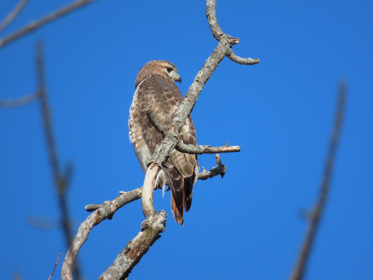 Red-tailed Hawk - ML616105747