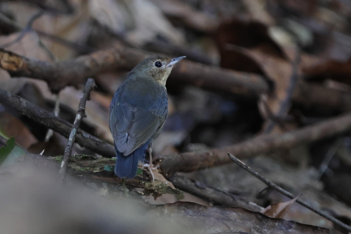 Siberian Blue Robin - Fadzrun A.
